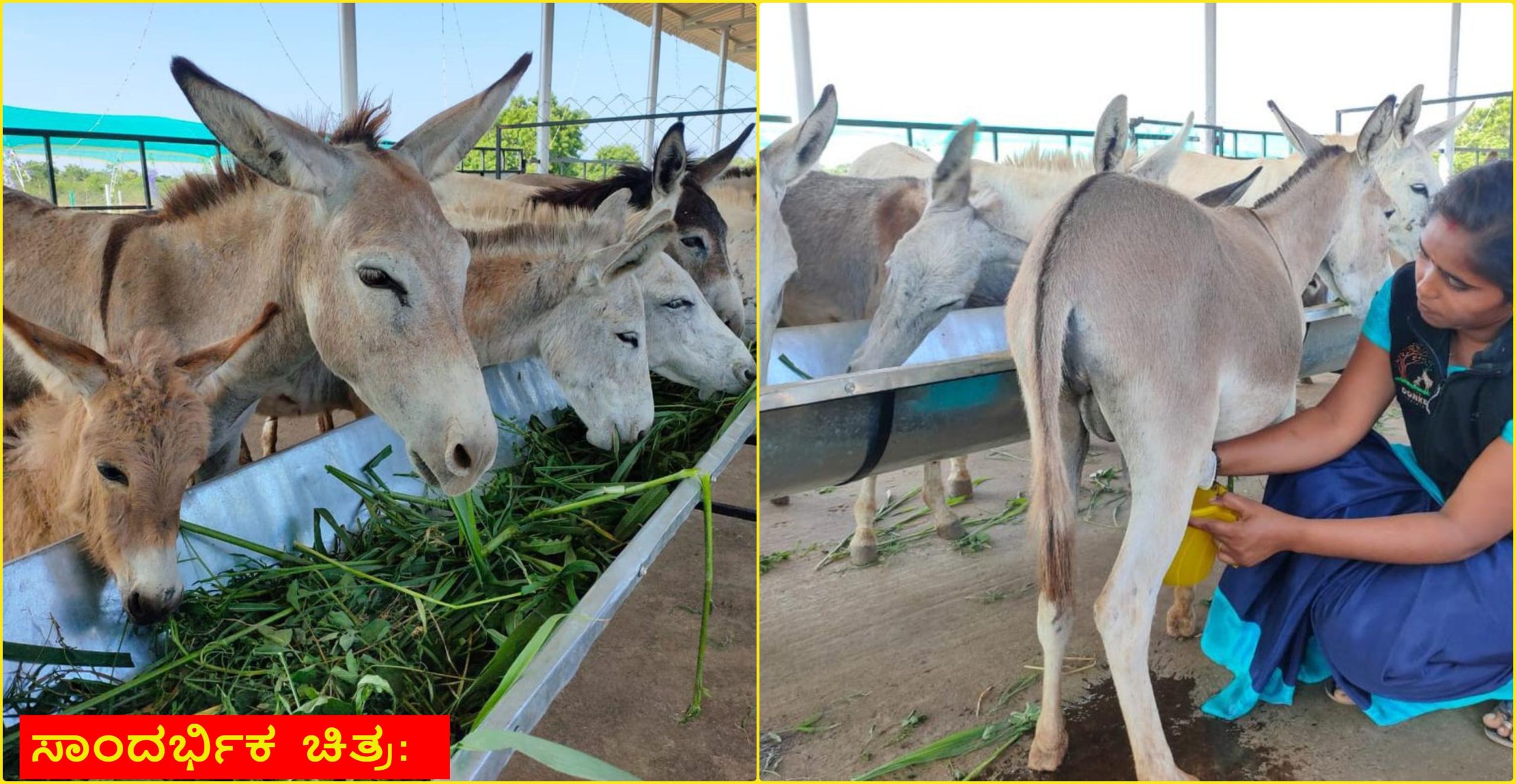 donkey farm south india scaled Kannada News: